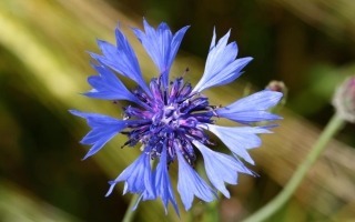 Flore-Centaurea-cyanus-IMG_2817